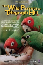 The Wild Parrots of Telegraph Hill